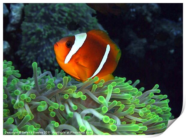 Anemone Fish in Anemone Print by Serena Bowles