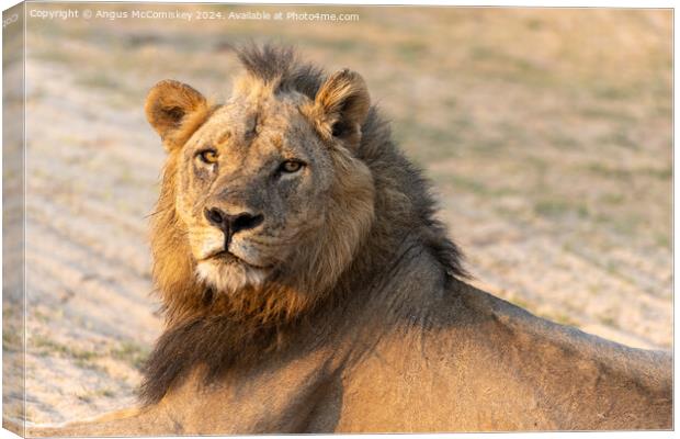 King of the pride, a proud male lion, Zambia Canvas Print by Angus McComiskey