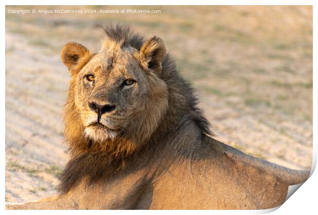 King of the pride, a proud male lion, Zambia Print by Angus McComiskey