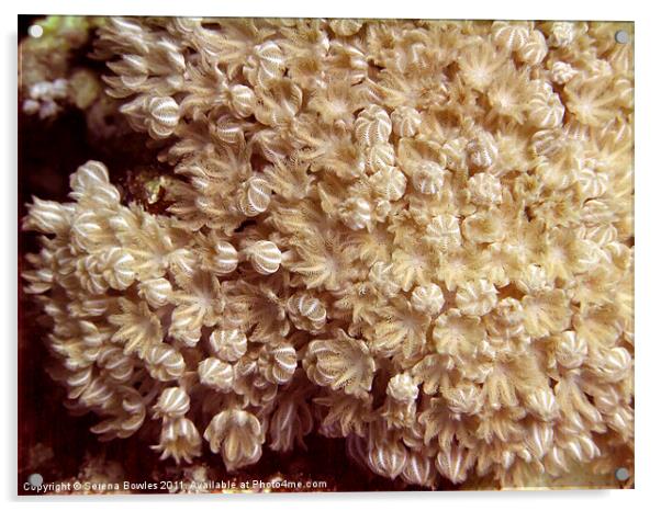Xenia Coral Pulsing Acrylic by Serena Bowles