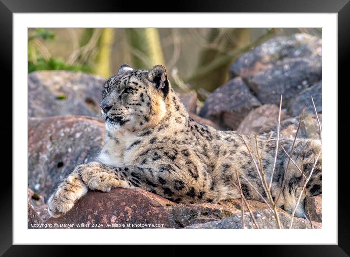 The |Amazing Snow Leopard  Framed Mounted Print by Darren Wilkes