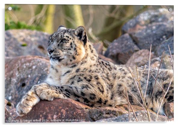 The |Amazing Snow Leopard  Acrylic by Darren Wilkes