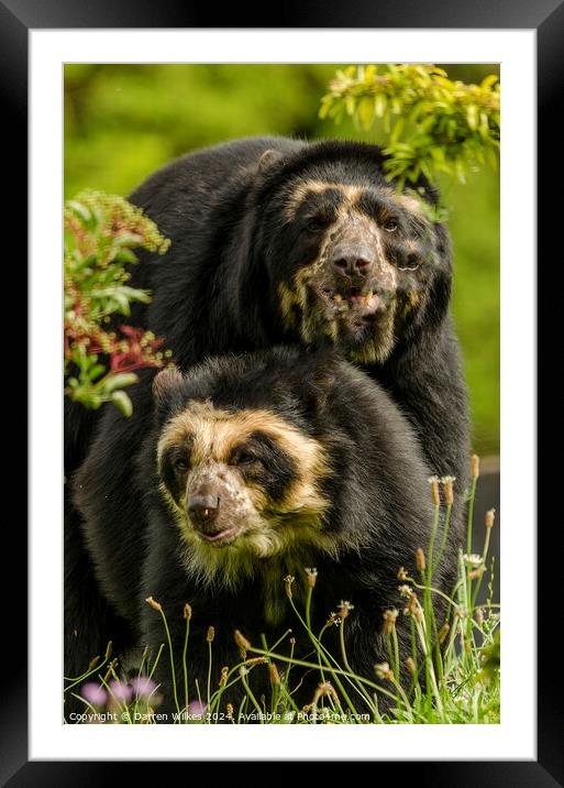 Spectacle Bears Male and Female Framed Mounted Print by Darren Wilkes