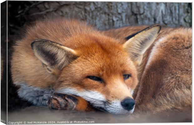 A close up of a red fox Canvas Print by Neil McKenzie
