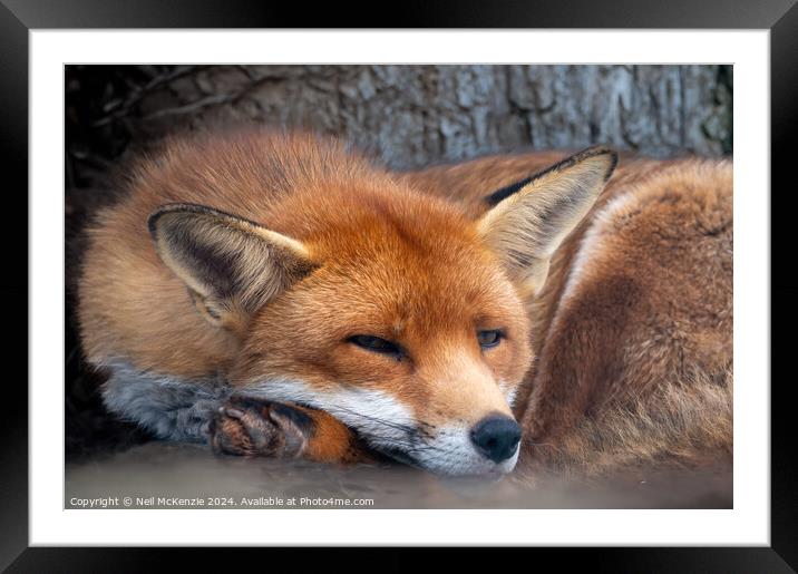 A close up of a red fox Framed Mounted Print by Neil McKenzie