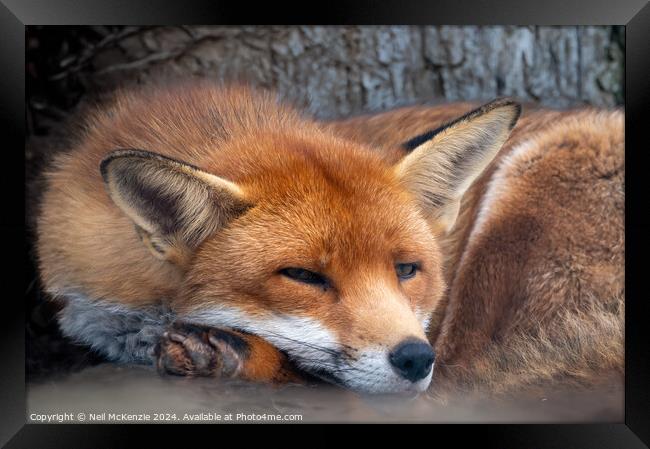 A close up of a red fox Framed Print by Neil McKenzie