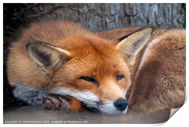 A close up of a red fox Print by Neil McKenzie