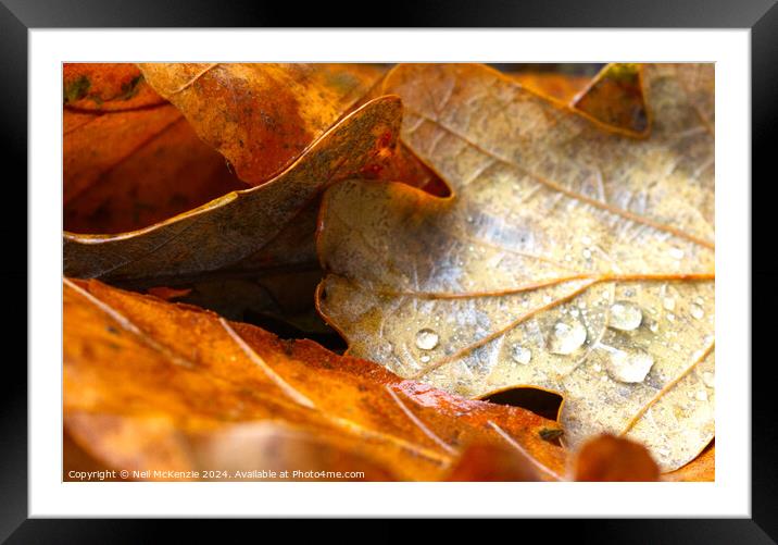 Golden leaves in autumn Framed Mounted Print by Neil McKenzie