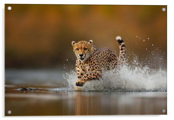 Cheetah Running Acrylic by Picture Wizard