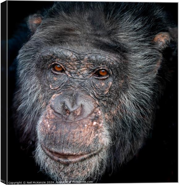 Headshot of a Chimpanzee  Canvas Print by Neil McKenzie