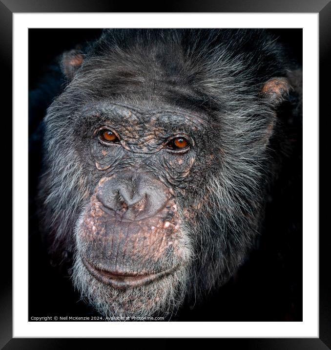 Headshot of a Chimpanzee  Framed Mounted Print by Neil McKenzie