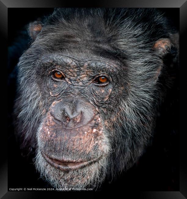 Headshot of a Chimpanzee  Framed Print by Neil McKenzie