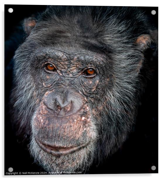 Headshot of a Chimpanzee  Acrylic by Neil McKenzie