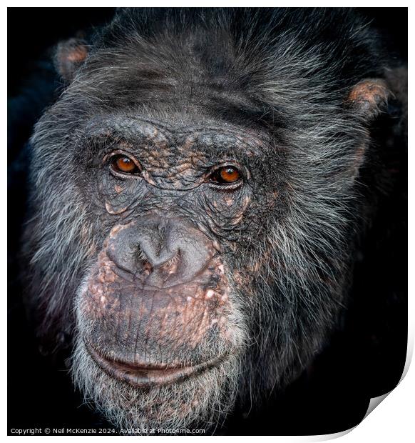 Headshot of a Chimpanzee  Print by Neil McKenzie