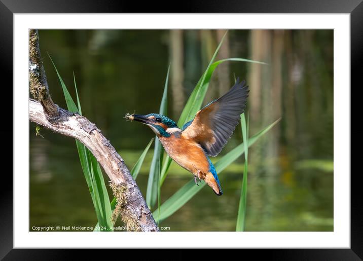 Kingfisher with it's catch  Framed Mounted Print by Neil McKenzie