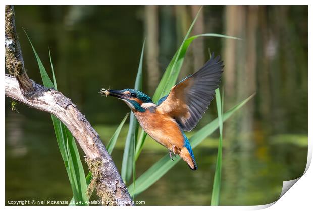 Kingfisher with it's catch  Print by Neil McKenzie