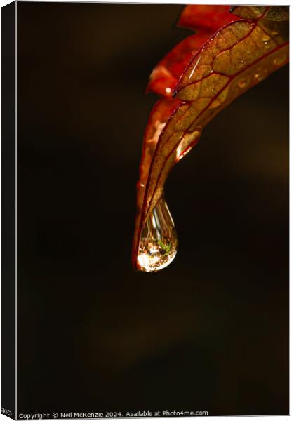 Water drop on a leaf  Canvas Print by Neil McKenzie