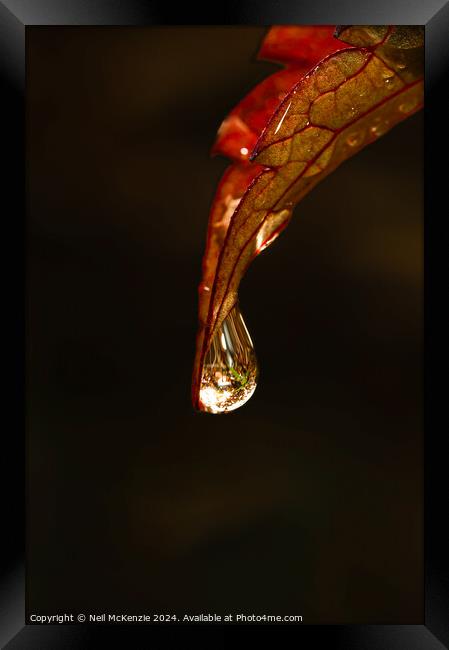 Water drop on a leaf  Framed Print by Neil McKenzie