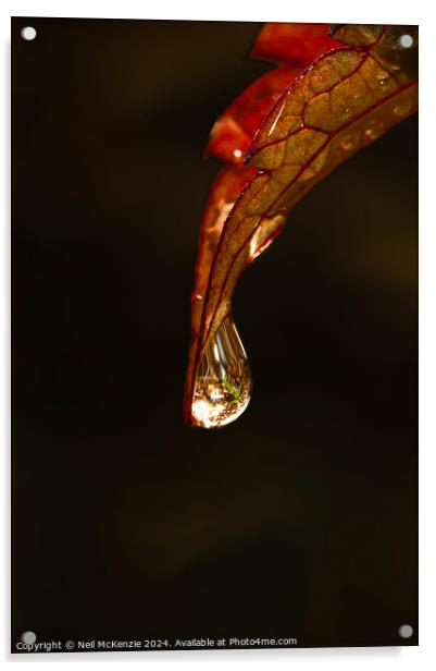 Water drop on a leaf  Acrylic by Neil McKenzie