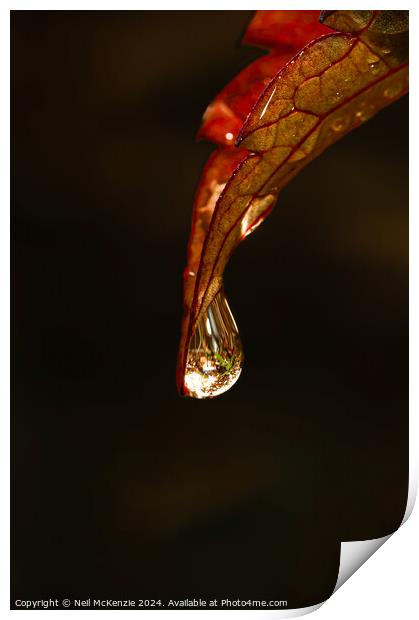 Water drop on a leaf  Print by Neil McKenzie