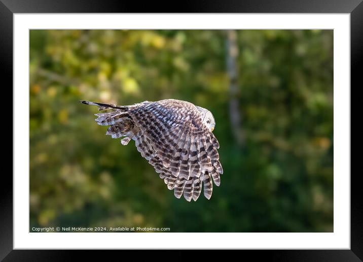 Owl in flight  Framed Mounted Print by Neil McKenzie
