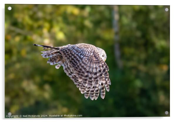 Owl in flight  Acrylic by Neil McKenzie