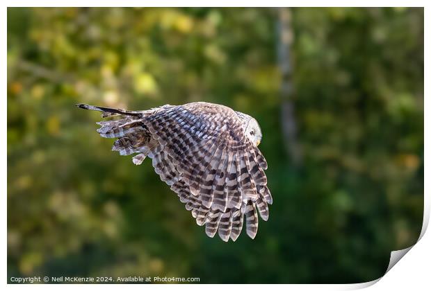 Owl in flight  Print by Neil McKenzie
