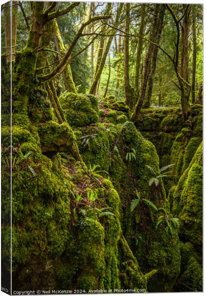 Enchanted woodland  Canvas Print by Neil McKenzie