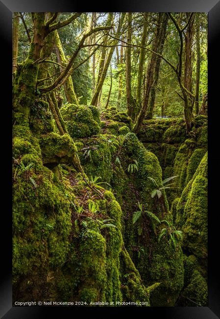 Enchanted woodland  Framed Print by Neil McKenzie