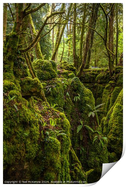 Enchanted woodland  Print by Neil McKenzie