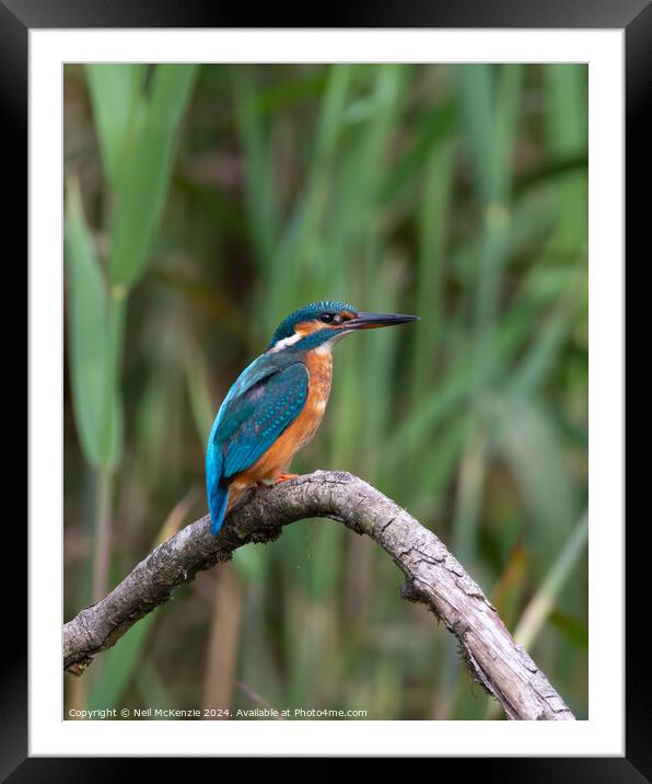 A Kingfisher bird perched on a tree branch Framed Mounted Print by Neil McKenzie