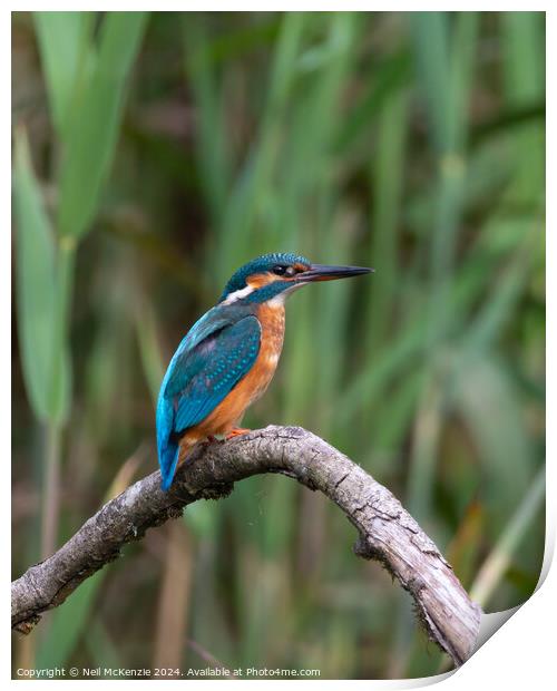 A Kingfisher bird perched on a tree branch Print by Neil McKenzie