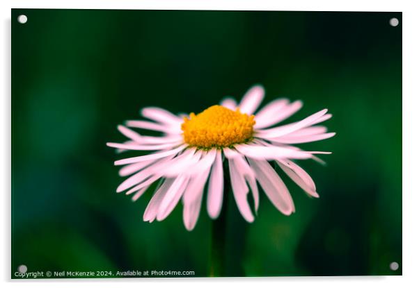 Oxeye daisy  Acrylic by Neil McKenzie