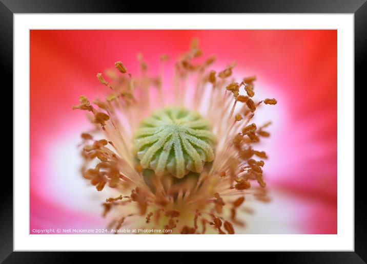 A close up of a poppy flower  Framed Mounted Print by Neil McKenzie