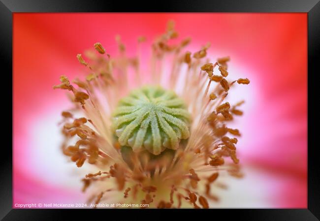 A close up of a poppy flower  Framed Print by Neil McKenzie