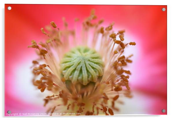 A close up of a poppy flower  Acrylic by Neil McKenzie