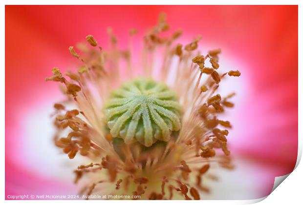 A close up of a poppy flower  Print by Neil McKenzie