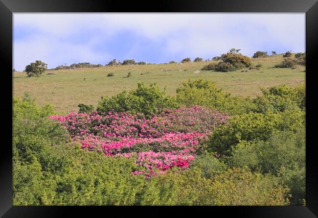 Rhododendrons on Western Beacon Framed Print by Bryan 4Pics