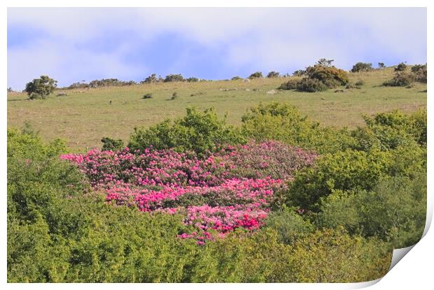 Rhododendrons on Western Beacon Print by Bryan 4Pics