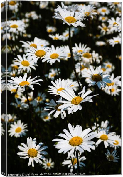 Oxeye daisies  Canvas Print by Neil McKenzie