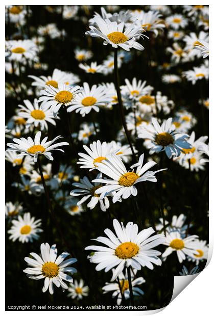 Oxeye daisies  Print by Neil McKenzie