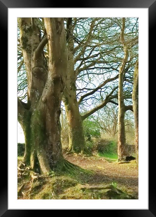 Trees at forest edge Framed Mounted Print by Bryan 4Pics