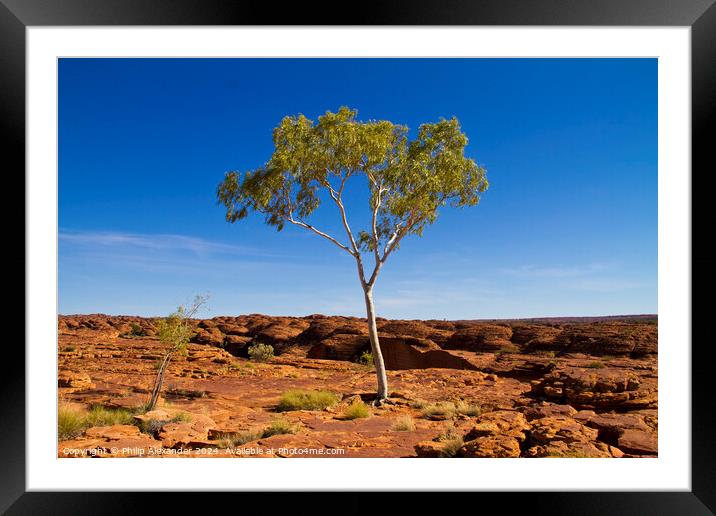 The Lonely Gum Framed Mounted Print by Philip Alexander