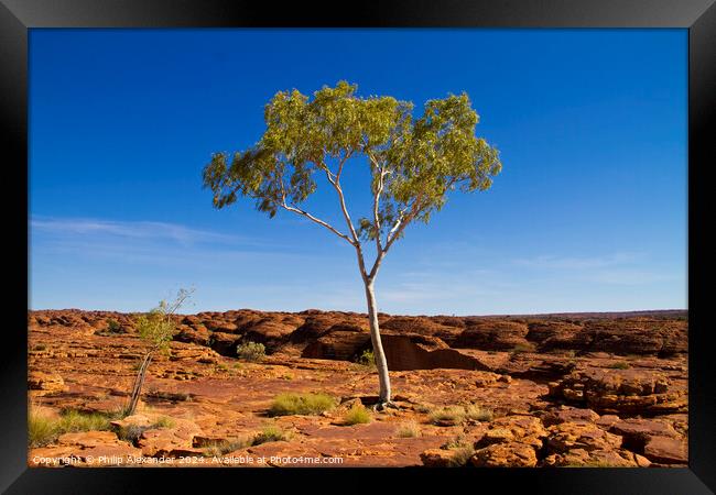 The Lonely Gum Framed Print by Philip Alexander