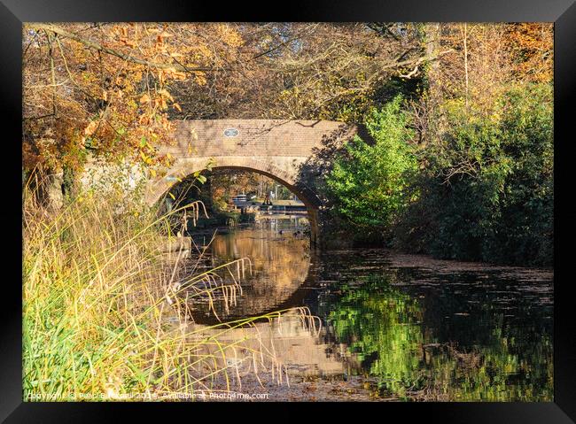 Basingstoke Canal in Autumn Framed Print by Pearl Bucknall