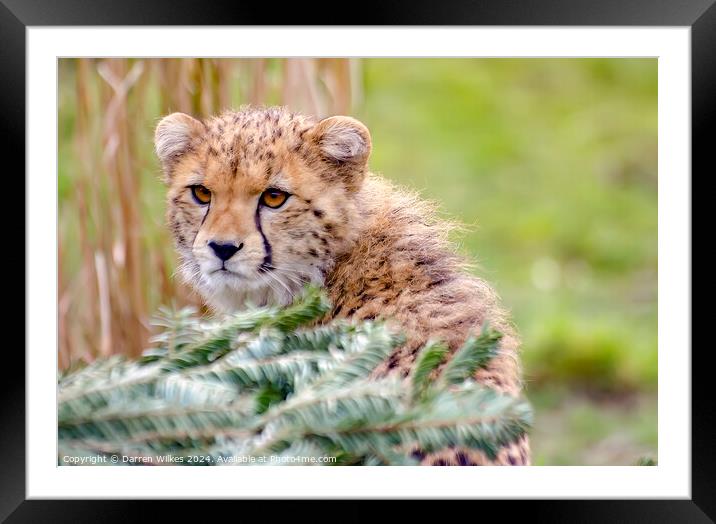 The Beautiful Young Cheetah Framed Mounted Print by Darren Wilkes