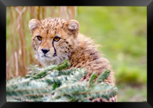 The Beautiful Young Cheetah Framed Print by Darren Wilkes