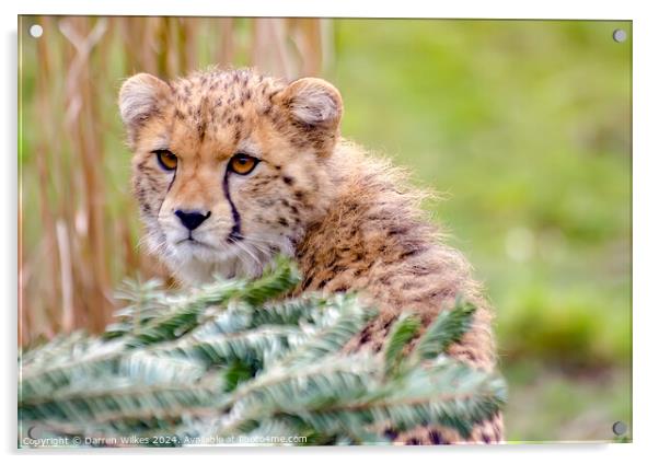 The Beautiful Young Cheetah Acrylic by Darren Wilkes