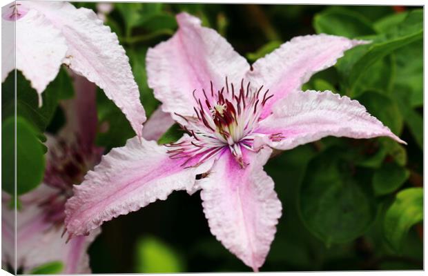 Pink Clematis Canvas Print by Bryan 4Pics