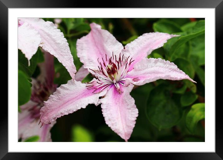 Pink Clematis Framed Mounted Print by Bryan 4Pics